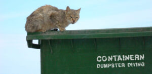 Mehr über den Artikel erfahren containern